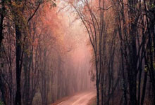 爱游戏体育平台-步行者擒狼队,萨博尼斯助攻助队连胜